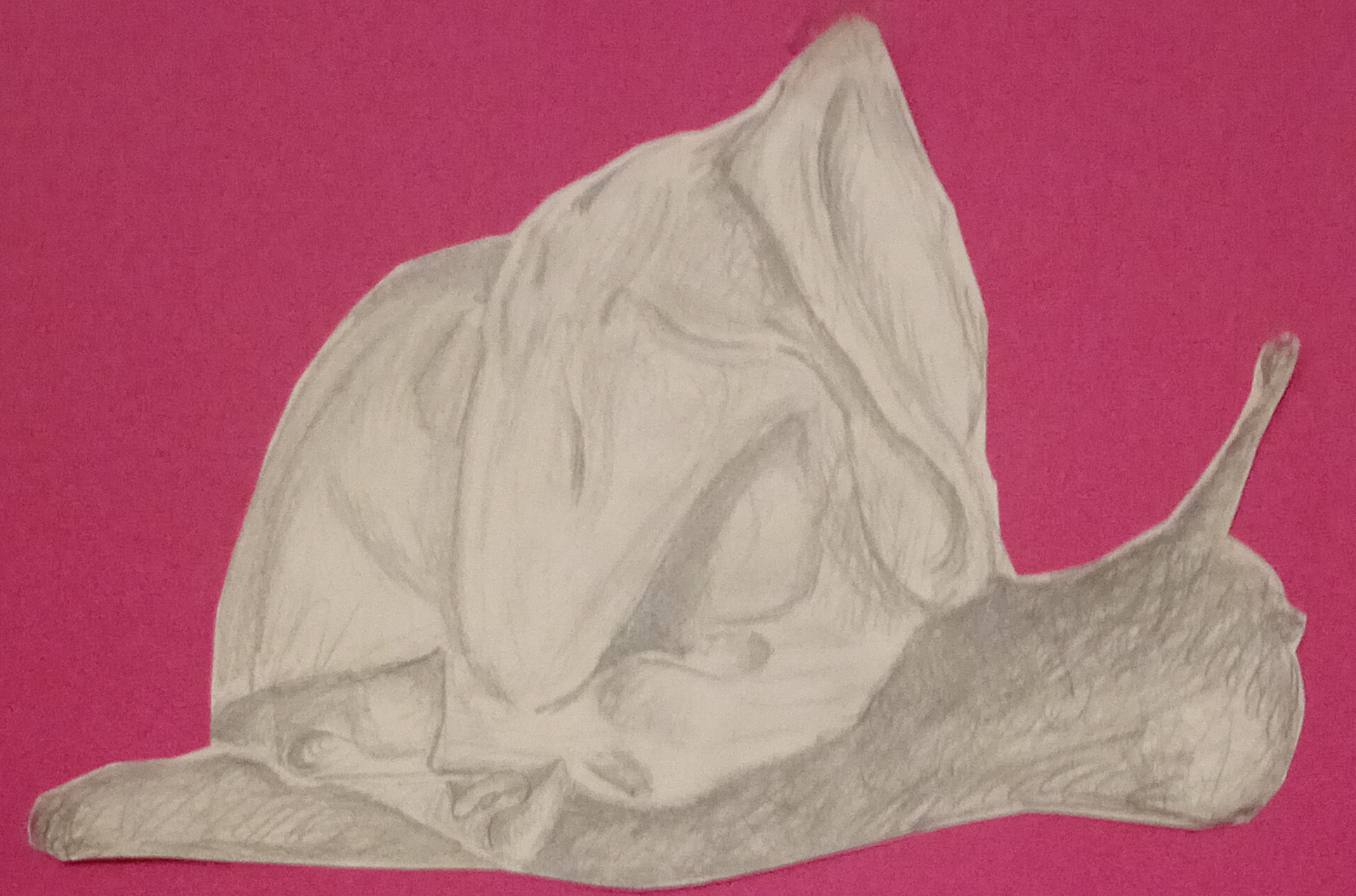 Schnecke, 2016. Bleistift auf Papier -- 30 x 40